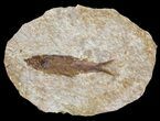 Detailed, Knightia Fossil Fish - Wyoming #53875-1